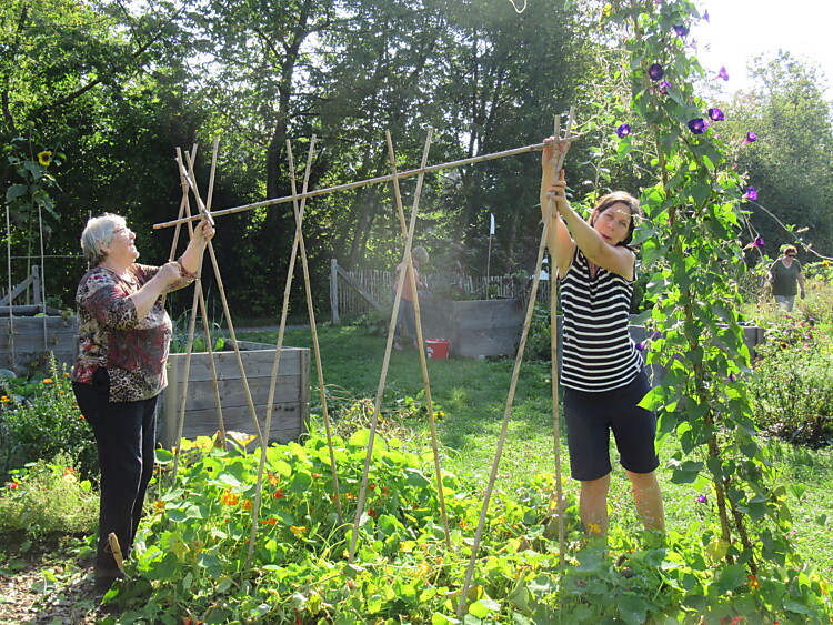 Zwei Frauen stellen Gewächs-Stangen im Garten auf
